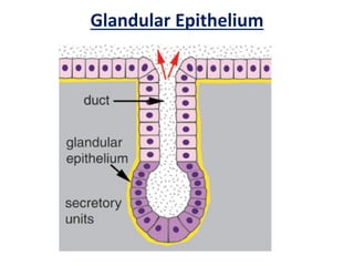 Glandular Epithelium
 