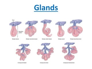 Glands
 