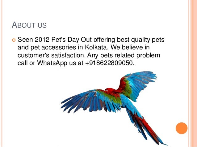 Pet Accessories Shop In Kolkata - Pet's Gallery
