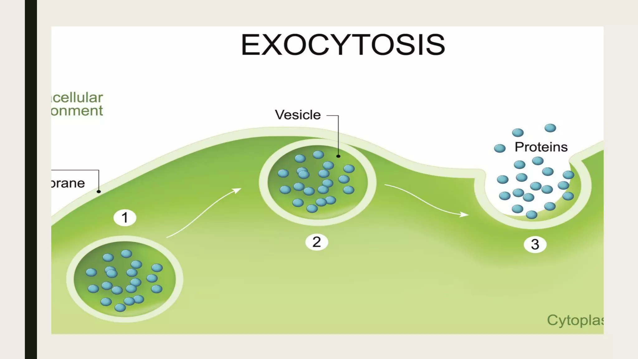 Exocytosis | PDF