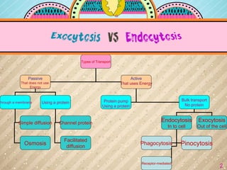 Types of Transport
Passive
That does not use
Energy
Active
That uses Energy
Through a membrane Using a protein Protein pump
Using a protein
Bulk transport
No protein
Endocytosis
In to cell
Exocytosis
Out of the cell
Channel protein
Facilitated
diffusion
Simple diffusion
Osmosis Phagocytosis Pinocytosis
Receptor-mediated
2
 