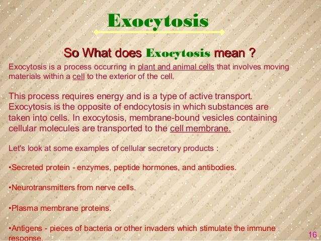 Exocytosis And Endocytosis Best One
