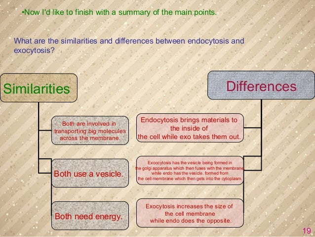 Exocytosis And Endocytosis Best One Exocytosis And Endocytosis Best One