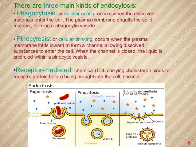 A Definition Of Endocytosis With Steps And Types