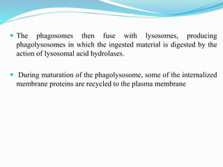  The phagosomes then fuse with lysosomes, producing
phagolysosomes in which the ingested material is digested by the
action of lysosomal acid hydrolases.
 During maturation of the phagolysosome, some of the internalized
membrane proteins are recycled to the plasma membrane
 