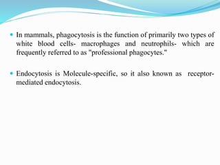  In mammals, phagocytosis is the function of primarily two types of
white blood cells- macrophages and neutrophils- which are
frequently referred to as "professional phagocytes."
 Endocytosis is Molecule-specific, so it also known as receptor-
mediated endocytosis.
 