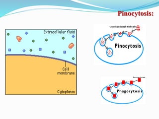 Pinocytosis:
 