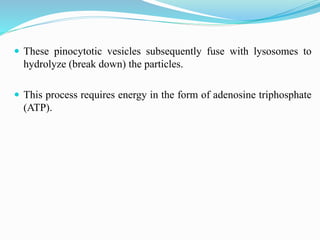  These pinocytotic vesicles subsequently fuse with lysosomes to
hydrolyze (break down) the particles.
 This process requires energy in the form of adenosine triphosphate
(ATP).
 