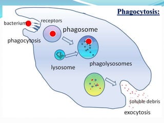 Phagocytosis:
 