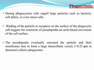  During phagocytosis cells engulf large particles such as bacteria,
cell debris, or even intact cells.
 Binding of the particle to receptors on the surface of the phagocytic
cell triggers the extension of pseudopodia-an actin-based movement
of the cell surface.
 The pseudopodia eventually surround the particle and their
membranes fuse to form a large intracellular vesicle (>0.25 μm in
diameter) called a phagosome.
Phagocytosis:
 
