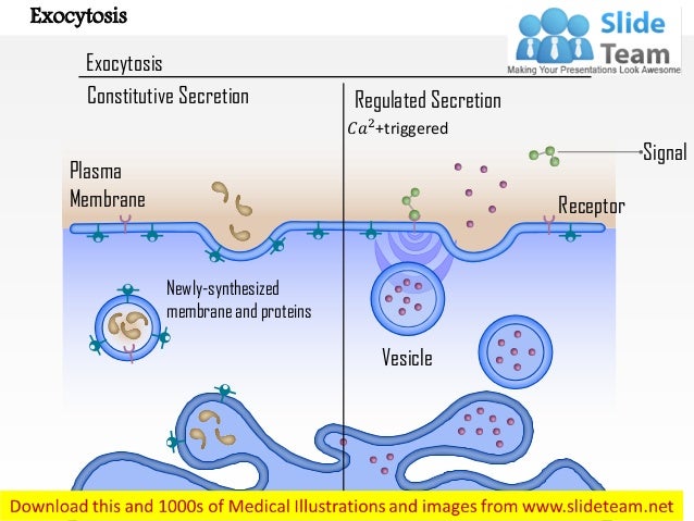 Exocytosis medical images for power point