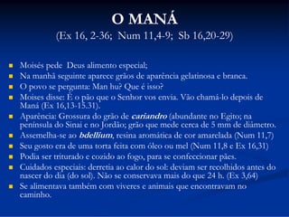 O MANÁ
(Ex 16, 2-36; Num 11,4-9; Sb 16,20-29)











Moisés pede Deus alimento especial;
Na manhã seguinte aparece grãos de aparência gelatinosa e branca.
O povo se pergunta: Man hu? Que é isso?
Moises disse: È o pão que o Senhor vos envia. Vão chamá-lo depois de
Maná (Ex 16,13-15.31).
Aparência: Grossura do grão de cariandro (abundante no Egito; na
península do Sinai e no Jordão; grão que mede cerca de 5 mm de diâmetro.
Assemelha-se ao bdellium, resina aromática de cor amarelada (Num 11,7)
Seu gosto era de uma torta feita com óleo ou mel (Num 11,8 e Ex 16,31)
Podia ser triturado e cozido ao fogo, para se confeccionar pães.
Cuidados especiais: derretia ao calor do sol: deviam ser recolhidos antes do
nascer do dia (do sol). Não se conservava mais do que 24 h. (Ex 3,64)
Se alimentava também com viveres e animais que encontravam no
caminho.

 