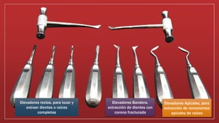 Elevadores rectos, para luxar y
extraer dientes o raíces
completas
Elevadores Bandera,
extracción de dientes con
corona fracturada
Elevadores Apicales, para
extracción de remanentes
apicales de raices
 