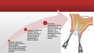 Aplicación: buscar el
punto de apoyo óseo sin
dañar el tejido
circundante, solo se puede
usar el diente adyacente
de fulcro si se va a extraer
también
Luxación: se efectúan
movimientos de
rotación, descenso y
elevación para así
romper las fibras
periodontales y
dilatar el alvéolo
Extracción:
Continuando con los
movimientos de
rotación, descenso y
elevación en
distintos puntos
alrededor del diente,
se consigue
extraerlo de su
alvéolo.
 
