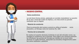  INCISIVO CENTRAL
Datos anatómicos
La raíz tiene forma cónica, aplanada en sentido mesiodistal. La sección
de la raíz a nivel del cuello es elíptica, y es más ancha su porción
vestibular que la lingual.
Material de exodoncia
Para la extracción del incisivo central se utiliza el botador recto
(luxación) y el fórceps recto de incisivos No. 150
Técnica de la extracción
Se realiza la luxación dentaria mediante el uso del elevador recto y se
prosigue la exodoncia con el fórceps. Para lograr una correcta prensión
se introducen las puntas del fórceps por debajo de la encía hasta
alcanzar el cuello dentario, apoyando sus bocados íntegramente sobre
las caras vestibular y palatina.
 