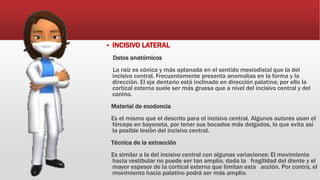  INCISIVO LATERAL
Datos anatómicos
La raíz es cónica y más aplanada en el sentido mesiodistal que la del
incisivo central. Frecuentemente presenta anomalías en la forma y la
dirección. El eje dentario está inclinado en dirección palatina; por ello la
cortical externa suele ser más gruesa que a nivel del incisivo central y del
canino.
Material de exodoncia
Es el mismo que el descrito para el incisivo central. Algunos autores usan el
fórceps en bayoneta, por tener sus bocados más delgados, lo que evita así
la posible lesión del incisivo central.
Técnica de la extracción
Es similar a la del incisivo central con algunas variaciones: El movimiento
hacia vestibular no puede ser tan amplio, dada la fragilidad del diente y el
mayor espesor de la cortical externa que limitan esta acción. Por contra, el
movimiento hacia palatino podrá ser más amplio.
 