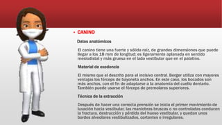  CANINO
Datos anatómicos
El canino tiene una fuerte y sólida raíz, de grandes dimensiones que puede
llegar a los 18 mm de longitud; es ligeramente aplanada en sentido
mesiodistal y más gruesa en el lado vestibular que en el palatino.
Material de exodoncia
El mismo que el descrito para el incisivo central. Berger utiliza con mayores
ventajas los fórceps de bayoneta anchos. En este caso, los bocados son
más anchos, con el fin de adaptarse a la anatomía del cuello dentario.
También puede usarse el fórceps de premolares superiores.
Técnica de la extracción
Después de hacer una correcta prensión se inicia el primer movimiento de
luxación hacia vestibular, las maniobras bruscas o no controladas conducen
la fractura, destrucción y pérdida del hueso vestibular, y quedan unos
bordes alveolares vestibulizados, cortantes e irregulares.
 