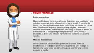  PRIMER PREMOLAR
Datos anatómicos
El primer bicúspide tiene generalmente dos raíces -una vestibular y otra
palatina- o una raíz única bifurcada en el tercio apical. El tamaño, la
forma y las frecuentes dilaceraciones radiculares hacen que las raíces
sean casi siempre delgadas, puntiagudas y frágiles. La sección
radicular es ovoidea a nivel del cuello dentario y el diámetro menor es
el mesiodistal. El alvéolo del primer premolar es único, doble o
bifurcado, y tiene una relación normalmente estrecha con el seno
maxilar.
Material de exodoncia
Puede usarse un elevador recto para luxar el diente o utilizar
directamente el fórceps de premolares superiores. Este fórceps es
ligeramente curvo en su porción activa, para permitir una correcta
prensión al cuello.
 