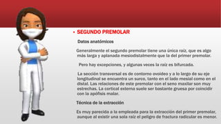  SEGUNDO PREMOLAR
Datos anatómicos
Generalmente el segundo premolar tiene una única raíz, que es algo
más larga y aplanada mesiodistalmente que la del primer premolar.
Pero hay excepciones, y algunas veces la raíz es bifurcada.
La sección transversal es de contorno ovoideo y a lo largo de su eje
longitudinal se encuentra un surco, tanto en el lado mesial como en el
distal. Las relaciones de este premolar con el seno maxilar son muy
estrechas. La cortical externa suele ser bastante gruesa por coincidir
con la apófisis malar.
Técnica de la extracción
Es muy parecida a la empleada para la extracción del primer premolar,
aunque al existir una sola raíz el peligro de fractura radicular es menor.
 
