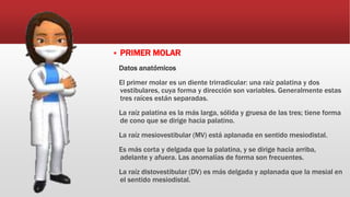  PRIMER MOLAR
Datos anatómicos
El primer molar es un diente trirradicular: una raíz palatina y dos
vestibulares, cuya forma y dirección son variables. Generalmente estas
tres raíces están separadas.
La raíz palatina es la más larga, sólida y gruesa de las tres; tiene forma
de cono que se dirige hacia palatino.
La raíz mesiovestibular (MV) está aplanada en sentido mesiodistal.
Es más corta y delgada que la palatina, y se dirige hacia arriba,
adelante y afuera. Las anomalías de forma son frecuentes.
La raíz distovestibular (DV) es más delgada y aplanada que la mesial en
el sentido mesiodistal.
 