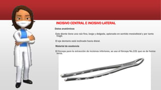 INCISIVO CENTRAL E INCISIVO LATERAL
Datos anatómicos
Este diente tiene una raíz fina, larga y delgada, aplanada en sentido mesiodistal y por tanto
frágil.
El eje dentario está inclinado hacia distal.
Material de exodoncia
El fórceps para la extracción de incisivos inferiores, se usa el fórceps No.151 que es de forma
recta.
 