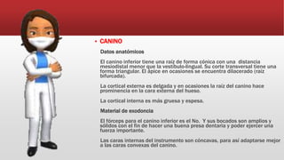  CANINO
Datos anatómicos
El canino inferior tiene una raíz de forma cónica con una distancia
mesiodistal menor que la vestíbulo-lingual. Su corte transversal tiene una
forma triangular. El ápice en ocasiones se encuentra dilacerado (raíz
bifurcada).
La cortical externa es delgada y en ocasiones la raíz del canino hace
prominencia en la cara externa del hueso.
La cortical interna es más gruesa y espesa.
Material de exodoncia
El fórceps para el canino inferior es el No. Y sus bocados son amplios y
sólidos con el fin de hacer una buena presa dentaria y poder ejercer una
fuerza importante.
Las caras internas del instrumento son cóncavas, para así adaptarse mejor
a las caras convexas del canino.
 