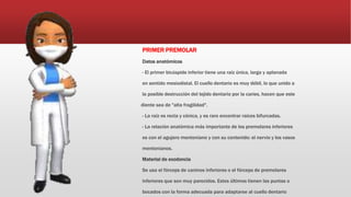 PRIMER PREMOLAR
Datos anatómicos
- El primer bicúspide inferior tiene una raíz única, larga y aplanada
en sentido mesiodistal. El cuello dentario es muy débil, lo que unido a
la posible destrucción del tejido dentario por la caries, hacen que este
diente sea de "alta fragilidad".
- La raíz es recta y cónica, y es raro encontrar raíces bifurcadas.
- La relación anatómica más importante de los premolares inferiores
es con el agujero mentoniano y con su contenido: el nervio y los vasos
mentonianos.
Material de exodoncia
Se usa el fórceps de caninos inferiores o el fórceps de premolares
inferiores que son muy parecidos. Estos últimos tienen las puntas o
bocados con la forma adecuada para adaptarse al cuello dentario
 
