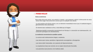  PRIMER MOLAR
Datos anatómicos
Este molar tiene dos raíces, una anterior o mesial, y una posterior o distal. la bifurcación de estas
raíces tiene lugar más cerca de la corona que en cualquier otro diente.
- La raíz mesial es de forma cónica, con un diámetro mesiodistal menor que el vestíbulo-lingual y
generalmente más voluminosa
- El reborde óseo vestibular es fino y más débil que el lingual.
Podremos decidir la extracción convencional con fórceps, la extracción con odontosección, o la
extracción quirúrgica con alveolectomía.
La exodoncia convencional es posible cuando:
- La corona esté relativamente íntegra y resistente.
- Las raíces sean rectas, paralelas o ligeramente convergentes o divergentes.
- Las raíces estén fusionadas, con ausencia de hipercementosis.
- La arquitectura ósea sea normal, con un septo interarticular favorable.
- Los pacientes sean jóvenes o de mediana edad.
 