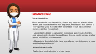  SEGUNDO MOLAR
Datos anatómicos
Molar birradicular con disposición y forma muy parecida a la del primer
molar . Las raíces suelen ser más pequeñas, más rectas, más cónicas y
convergentes que a menudo están fusionadas con un aplanamiento
mayor en sentido mesiodistal.
- Las corticales óseas son gruesas y espesas ya que el segundo molar
está ubicado entre las dos líneas oblicuas -interna y externa-; que implica
que su elasticidad es muy escasa.
- El conducto dentario inferior tiene una relación muy íntima con la zona
apical del segundo molar.
Material de exodoncia
Es el mismo explicado para el primer molar.
 