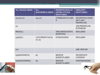 FORCEPS
No. MAXILARES No.
MANDIBULARES
MORFOLOGIA O
ESTRUCTURA
DENTARIA
ORGANO
DENTARIO
150,62,101 151,101 UNIRRADICULARE
S
INCISIVOS,CANIN
OS Y 2DO.
PREMOLAR
24 1ER PREMOLAR
SUPERIOR
88(R)(L) TRICORNEO(DIVE
RGENTES)
MOLARES
53(R)(L) 17(CUERNO VACA)
10, 23
FUSIONADOS MOLARES
210 3ER. MOLAR
65(BAYONETA) 65 RESTOS
RADICULARES
INCISIVOS Y
CANINOS
69(RAIGONERA) 69 RESTOS
RADICULARES
POSTERIORERS
 