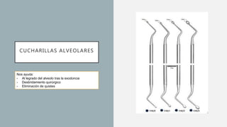 CUCHARILLAS ALVEOLARES
Nos ayuda:
- Al legrado del alveolo tras la exodoncia
- Desbridamiento quirúrgico
- Eliminación de quistes
 