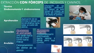 EXTRACCIÓN CON FÓRCEPS DE INCISIVOS Y CANINOS
Técnica
Sindesmotomia sindesmotomo
Aprehensión
Luxación
Avulsión
 