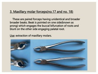 3. Maxillary molar forceps(no.17 and no. 18)
These are paired forceps having unidentical and broader
broader beaks. Beak is pointed on one side(known as
prong) which engages the buccal bifurcation of roots and
blunt on the other side engaging palatal root.
Use: extraction of maxillary molars.
 