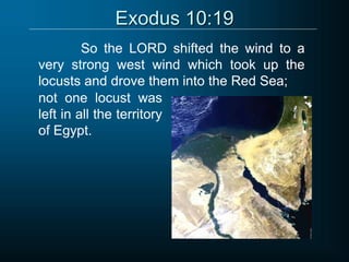 Exodus 10:19
So the LORD shifted the wind to a
very strong west wind which took up the
locusts and drove them into the Red Sea;
not one locust was
left in all the territory
of Egypt.
 