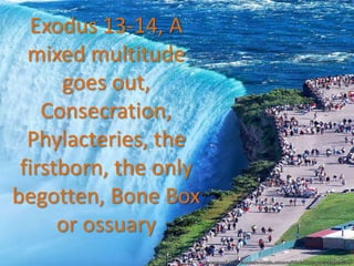 Exodus 13-14, A
mixed multitude
goes out,
Consecration,
Phylacteries, the
firstborn, the only
begotten, Bone Box
or ossuary

 