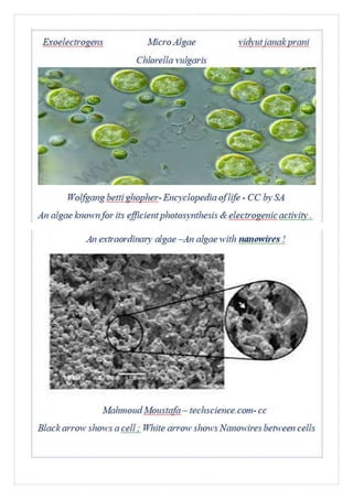 Exoelectrogens - Micro Algae - Chlorella - SNIPED.docx