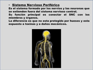 • Sistema Nervioso Periférico
Es el sistema formado por los nervios y las neuronas que
se extienden fuera del sistema nervioso central.
Su función principal es conectar el SNC con los
miembros y órganos.
La diferencia es que no esta protegido por huesos y esta
expuesto a toxinas y a daños mecánicos.
 