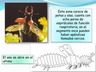 Esta zona carece de
                       patas y alas, cuanta con
                             ocho pares de
                        espiráculos de función
                          respiratoria, en el
                       segmento once pueden
                           haber apéndices
                           llamados cercos.




El ano se abre en el
ultimo
 