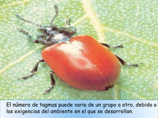 El número de tagmas puede varia de un grupo a otro, debido a
las exigencias del ambiente en el que se desarrollan.
 