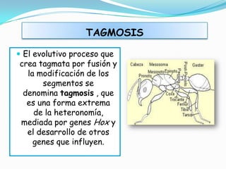 TAGMOSIS

 El evolutivo proceso que
crea tagmata por fusión y
  la modificación de los
      segmentos se
 denomina tagmosis , que
  es una forma extrema
    de la heteronomía,
mediada por genes Hox y
  el desarrollo de otros
    genes que influyen.
 