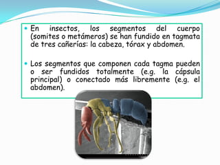  En  insectos, los segmentos del cuerpo
 (somites o metámeros) se han fundido en tagmata
 de tres cañerías: la cabeza, tórax y abdomen.

 Los segmentos que componen cada tagma pueden
 o ser fundidos totalmente (e.g. la cápsula
 principal) o conectado más libremente (e.g. el
 abdomen).
 