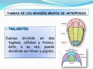 TAGMAS DE LOS GRANDES GRUPOS DE ARTRÓPODOS




Cuerpo dividido en dos
 tagmas, céfalon y tronco;
 éste, a su vez, puede
 dividirse en tórax y pigidio.
 