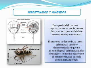Cuerpo dividido en dos
 tagmas, prosoma y opistosoma;
  éste, a su vez, puede dividirse
   en mesosoma y metasoma.

El prosoma se denomina a veces
        cefalotórax, término
     desaconsejado ya que no
 es homólogo al cefalotórax de los
 crustáceos; lo mismo ocurre con
    el opistosoma, que se suele
       denominar abdomen.
 