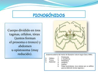 Cuerpo dividido en tres
 tagmas, céfalon, tórax
     (juntos forman
 el prosoma o tronco) y
         abdomen
   u opistosoma (muy
        reducido).         Anatomía externa del macho de Nymphon rubrum según Sars (1895):
                                          1.   Probóscide.
                          A.   Céfalon.   2.   2. Quelíforos.
                          B.   Tronco.    3.   Pedipalpos.
                          C.   Abdomen    4.   Ovígeros.
                                          5.   Huevos.
                                          6.   Patas locomotoras. (Los colores son un artificio
                                               para la distinción de las regiones.)
 