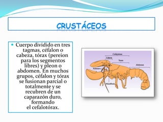  Cuerpo dividido en tres
     tagmas, céfalon o
  cabeza, tórax (pereion
    para los segmentos
      libres) y pleon o
  abdomen. En muchos
  grupos, céfalon y tórax
   se fusionan parcial o
       totalmente y se
       recubren de un
      caparazón duro,
          formando
        el cefalotórax.
 