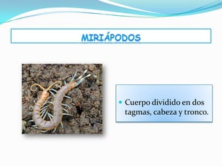  Cuerpo dividido en dos
 tagmas, cabeza y tronco.
 