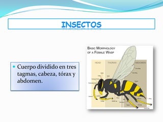  Cuerpo dividido en tres
 tagmas, cabeza, tórax y
 abdomen.
 