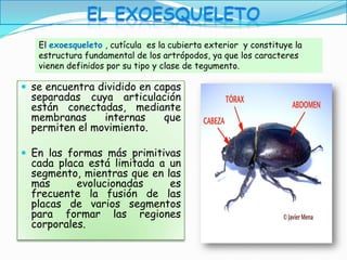 El exoesqueleto , cutícula es la cubierta exterior y constituye la
   estructura fundamental de los artrópodos, ya que los caracteres
   vienen definidos por su tipo y clase de tegumento.

 se encuentra dividido en capas
  separadas cuya articulación
  están conectadas, mediante
  membranas     internas  que
  permiten el movimiento.

 En las formas más primitivas
  cada placa está limitada a un
  segmento, mientras que en las
  mas      evolucionadas     es
  frecuente la fusión de las
  placas de varios segmentos
  para formar las regiones
  corporales.
 