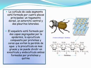  La cutícula de cada segmento
 está formada por cuatro placas
    principales: un tegumento
  dorsal, un esternito ventral y
     dos pleuritos laterales.

 El esqueleto está formado por
   dos capas segregadas por la
     epidermis, la epicutícula
    compuesta por proteínas y
  ceras que evitan la perdida de
   agua y la procutícula es mas
   gruesa y se puede dividir en
 exoutícula y endocutícula ambas
    formadas por proteínas y
              quitina
 