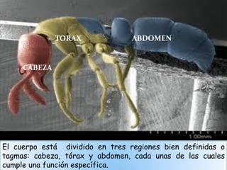 TORAX              ABDOMEN


     CABEZA




El cuerpo está dividido en tres regiones bien definidas o
tagmas: cabeza, tórax y abdomen, cada unas de las cuales
cumple una función específica.
 
